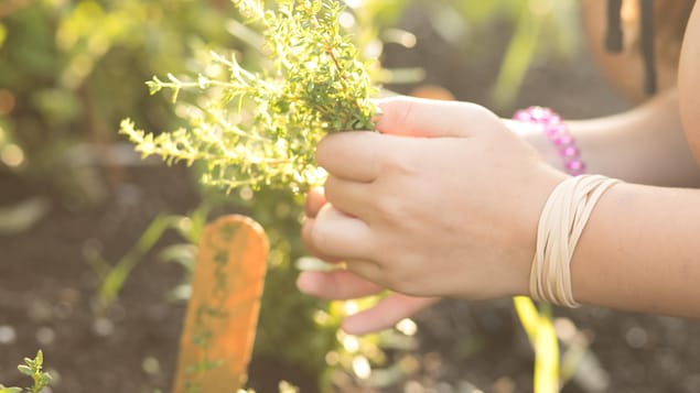 On voit une main d'enfant qui touche des herbes dans un jardin au soleil