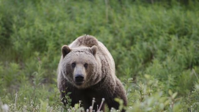 Un grizzly dans l'herbe.