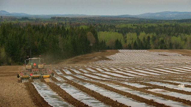 Un tracteur installe des flims de plastique sur les rangs dans un champs.