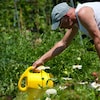 Un homme arrose ses plantes dans un jardin communautaire.