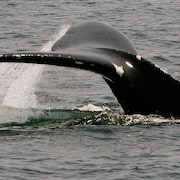 La queue d'une baleine noire est sortie à la surface de l'eau.