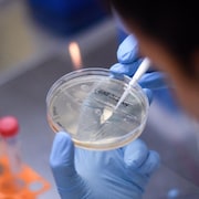 Gros plan sur un échantillon de bactérie manipulé par un chercheur dans un laboratoire.