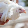Une poule pondeuse de race Chantecler (blanche) est dans les mains de son éleveur. 
