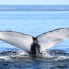 Une baleine à bosse immergée dans les eaux du fleuve Saint-Laurent.