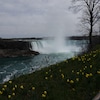On voit des des fleurs dans l'herbe et au loin les chutes Horseshoe à Niagara Falls. 