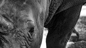 close-up of a rhino