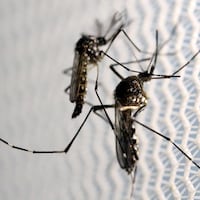 Des moustiques Aedes aegypti observés dans le laboratoire d'Oxitec à Campinas, au Brésil.