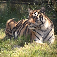 Hannah la tigresse de Sibérie est alongée sur l'herbe dans son enclos au zoo du Grand Vancouver