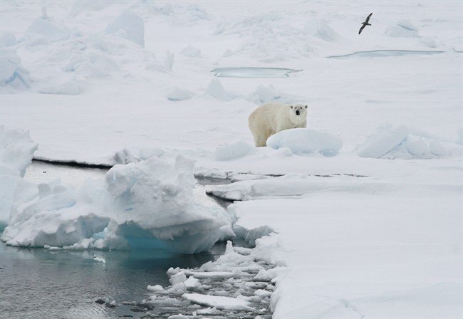 In this Friday June 13, 2008 file photo, a polar bear stands on an ice floe near the Arctic archipelago of Svalbard, Norway.