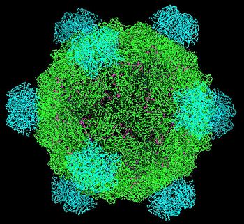 Bacteriophage ΦX174 structure