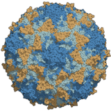 Type 3 poliovirus capsid