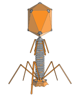 T4 bacteriophage, typical of myovirus bacteriophages