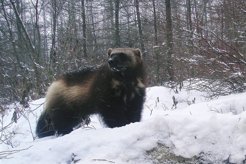 This undated photo provided by Jeff Ford shows a female wolverine in the Minden City State Game Area in Michigan's Thumb area. (AP Photo/Jeff Ford)