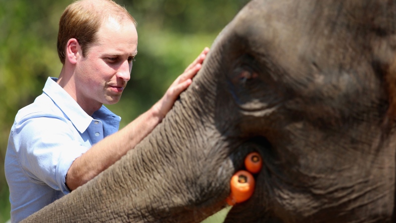 Prince William meets a rescued elephant called 'Ran Ran' at the Xishuangbanna Elephant Sanctuary on March 4, 2015, in Xishuangbanna, China. (Chris Jackson/Getty Images)