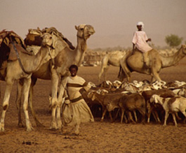 Camels and goats in Darfur - Copyright: Photolibrary