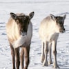 Des caribous montagnards de la Gaspésie