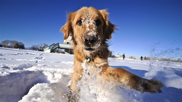 Un chien joue dans la neige derrière une maison en milieu rural