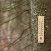 Un thermomètre posé sur le tronc d'un arbre résineux dont les branches sont sèches.