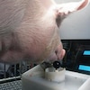 Un cochon joue à un jeu vidéo dans un laboratoire. 
