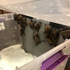 Une dizaine de chauve-souris brunes se trouvent dans une boîte en plastique ponctuée de trous.