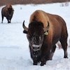 Un bison adulte debout dans la neige.