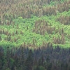 Une forêt boréale en été avec des arbres feuillus et des résineux.