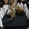 Les restes d'une jeune femelle mammouth découverte en Sibérie.