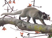 The masked palm civet (Paguma larvata) is thought to have been the source of SARS coronavirus