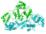 Ribbon diagram of HIV reverse transcriptase