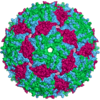 Diagram of the bacteriophage MS2 capsid