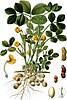 Peanut plant (Arachis hypogaea)