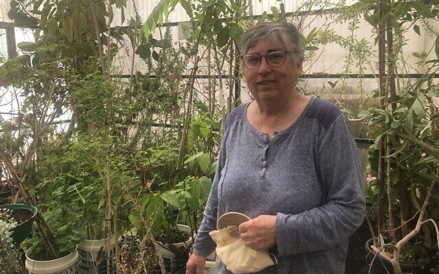 Dr Elaine Solowey in her greenhouse at Kibbutz Ketura in southern Israel, March 21, 2021. (Sue Surkes/Times of Israel)