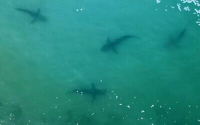 An aerial view of sharks swimming in the shallow Mediterranean Sea water off the Israeli coastal town of Hadera, north of Tel Aviv. (JACK GUEZ / AFP)