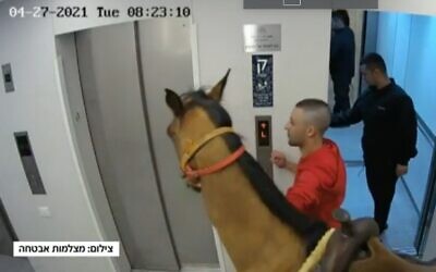 A horse is led into the elevator of a Tel Aviv apartment building, April 28, 2021 (Channel 12 screenshot)
