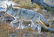 Coyote Yellowstone (cropped).jpg