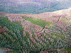 Photograph of a large area of forest. The green trees are interspersed with large patches of damaged or dead trees turning purple-brown and light red.