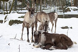 Finnish forest reindeer (Rangifer tarandus fennicus).jpg