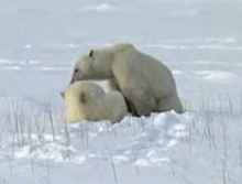 File:Cub polar bear is nursing 2.ogv
