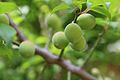 Prunus mume fruits.jpg
