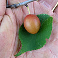 Prunus nigra 5444371.jpg