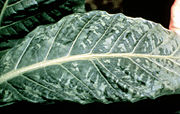 Tobacco mosaic virus on a tobacco leaf, showing the characteristic mottling
