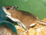 The deer mouse was the reservoir for Sin Nombre hantavirus in the Four Corners outbreak.