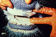 Cow with a ruptured blister in the mouth, a sign of foot-and-mouth disease