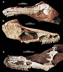 Xixiasaurus skull.jpg