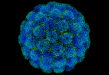 The capsid of SV40, an icosahedral virus
