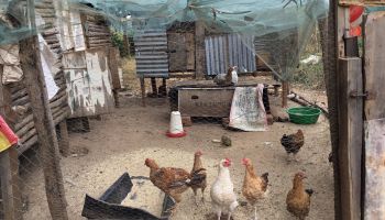 Several chickens stand in an outdoor coop on a Kenyan poultry farm.