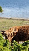 Highland Cattle originates from the Scottish Highlands