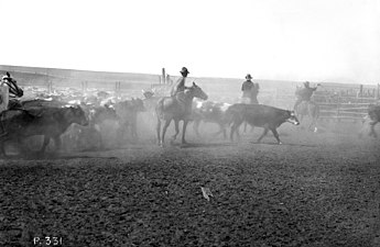 On rassemble le bétail pour le premier Stampede de Calgary en 1912. Le Stampede est un des plus grands rodéos du monde.