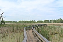 Boardwalk through a marsh