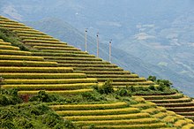Photograph of terraced rice fields in Sa Pa